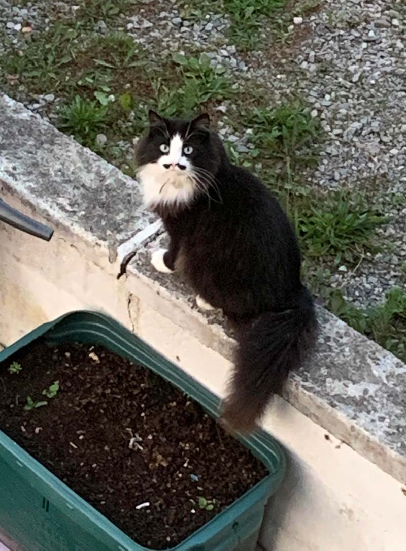 Cat with a tash I saw outside my house