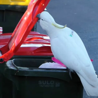 Cockatoo opens garbage bin