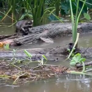 Raccoon Narrowly Escapes a Hungry Alligator