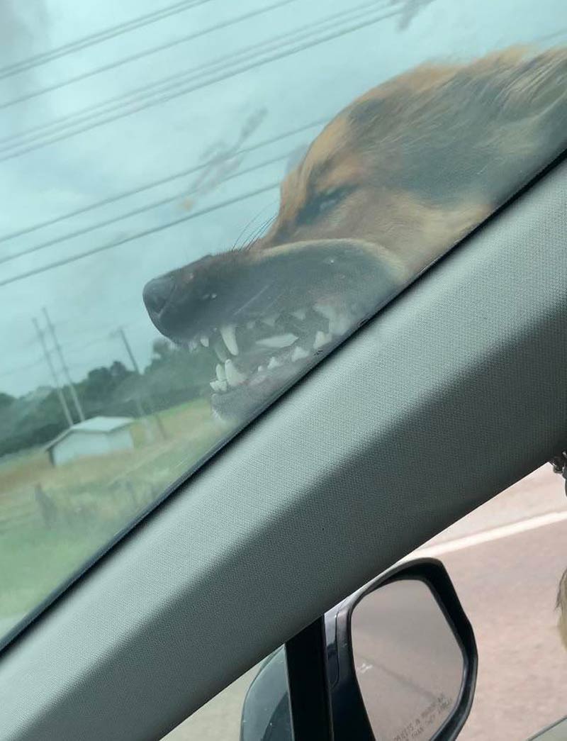 My dog, Apollo. He insists on hanging out the window even at 70mph