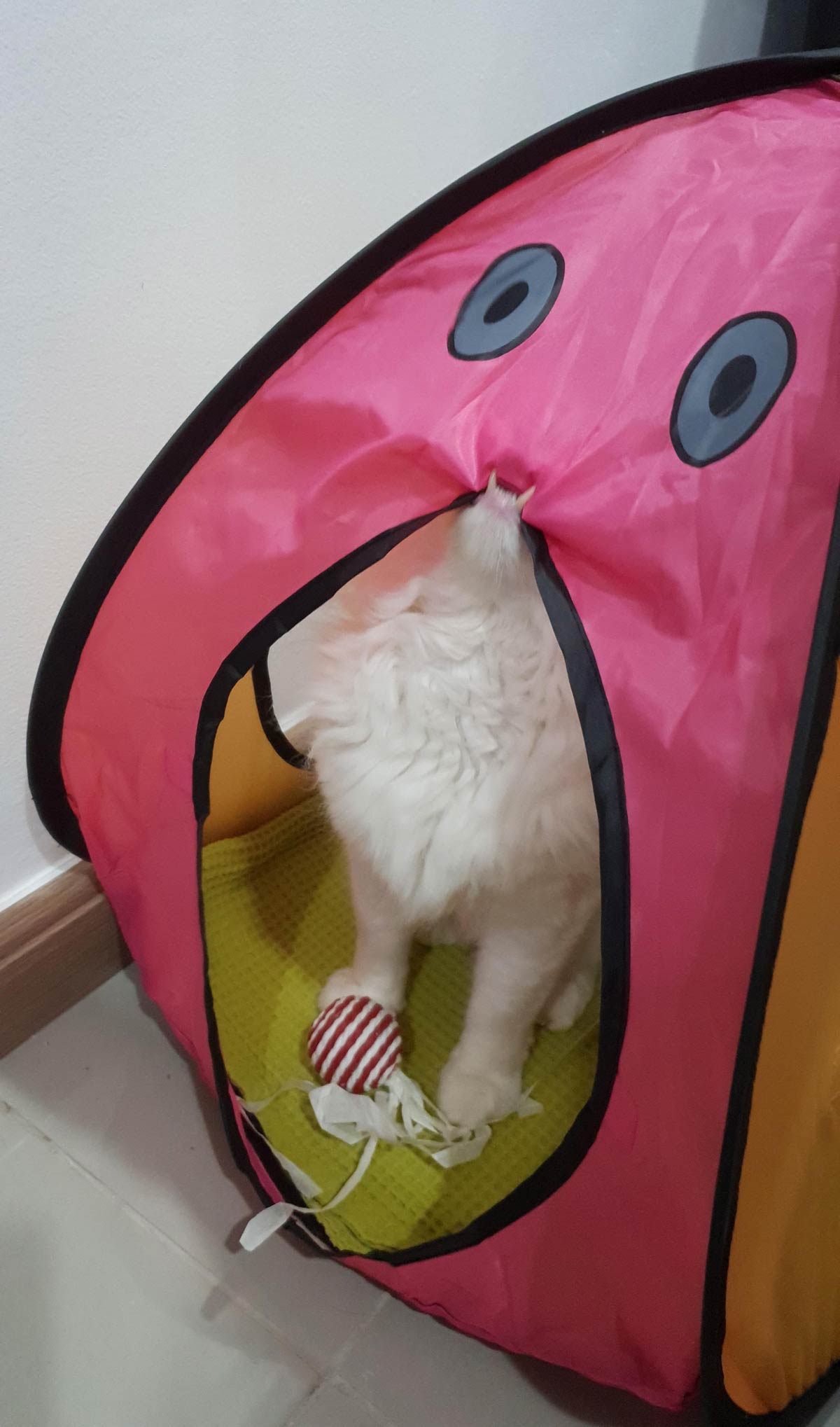 Got my cat a tent, I think he likes it