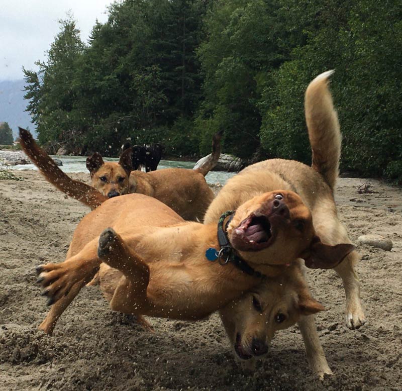 Dogs had a blast at the river today!
