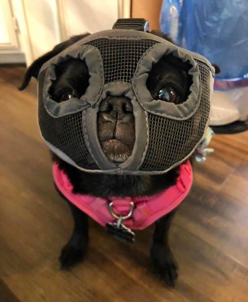 My dog’s muzzle gives off Hannibal Lecter vibes