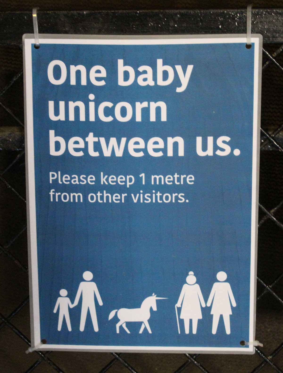 One Baby Unicorn