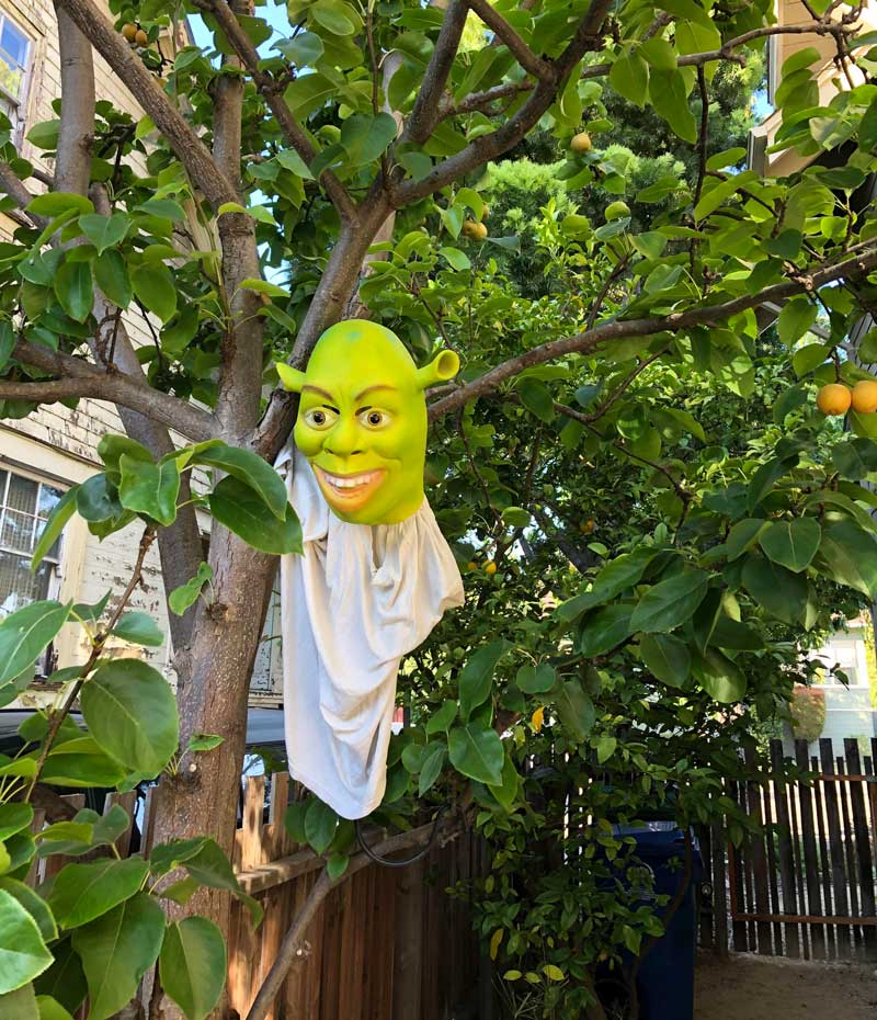 Squirrels are stealing from our fruit tree so my wife hung a "scarecrow" to keep them away