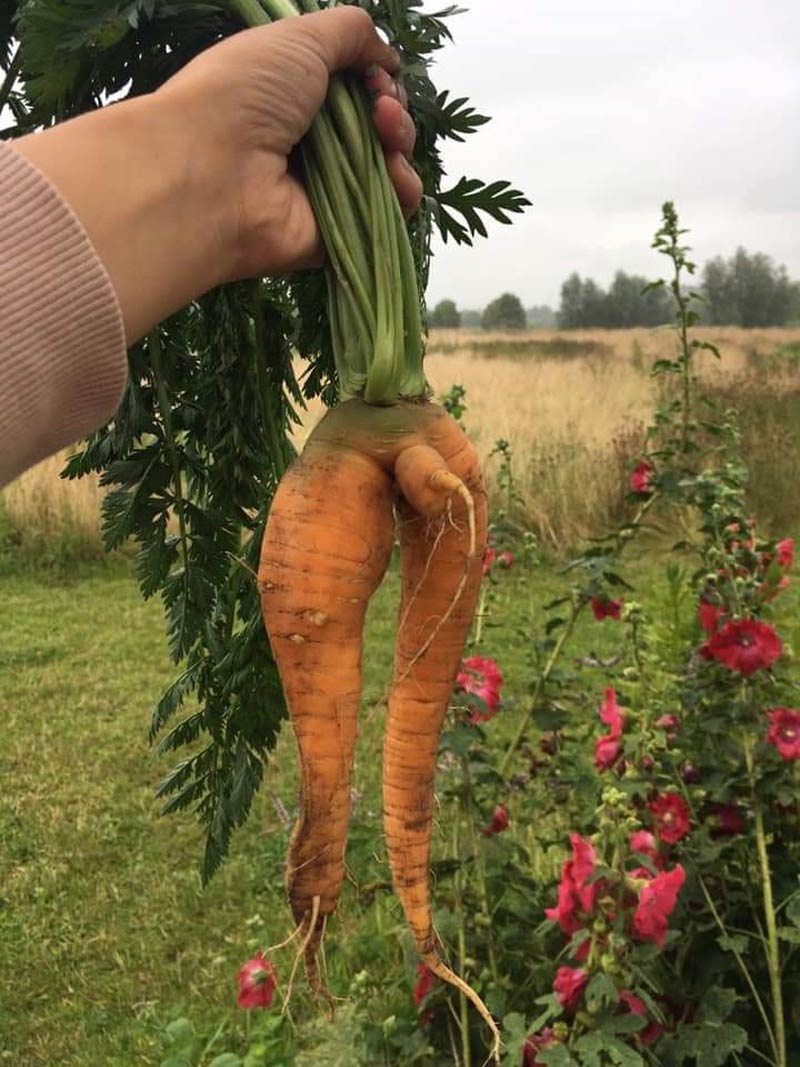 This carrot from the community garden