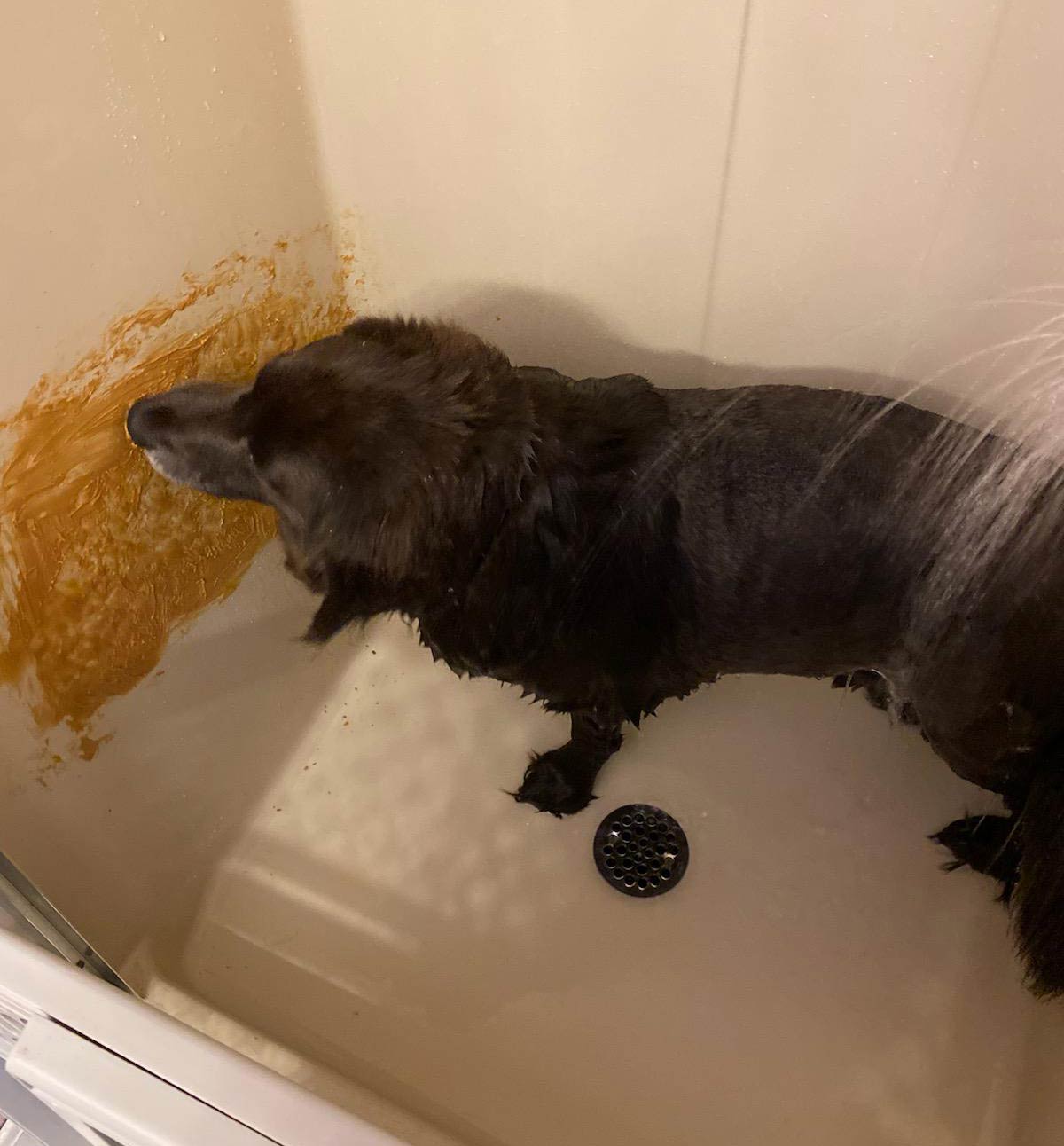 My cousins uses peanut butter to keep the dog still during a bath