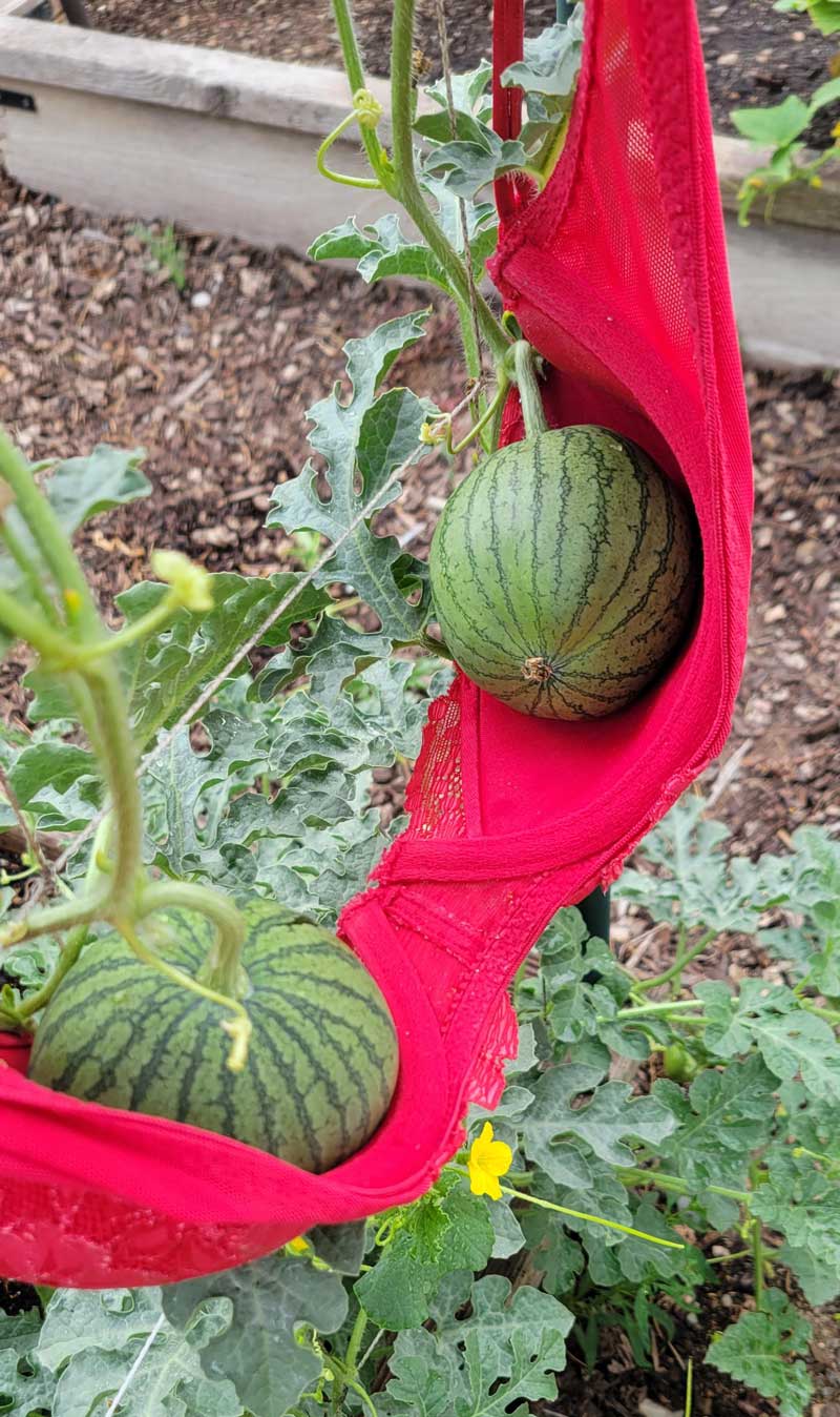 Found some support for my growing melons