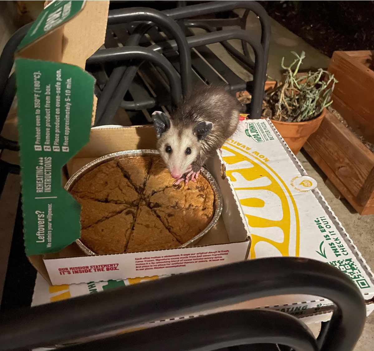 This little dude managed to open my pizza delivery within 20 seconds of the drop off