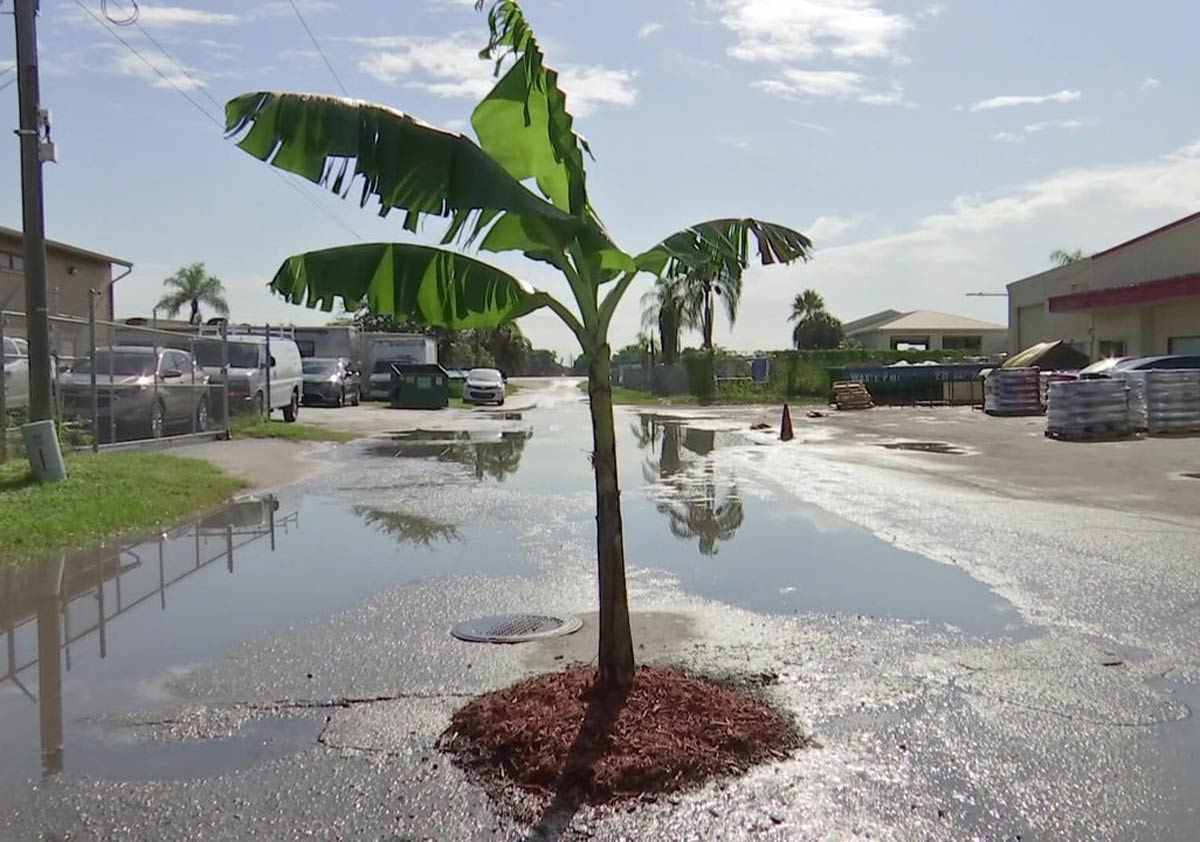 Banana tree planted in a pothole to protest road condition in Florida