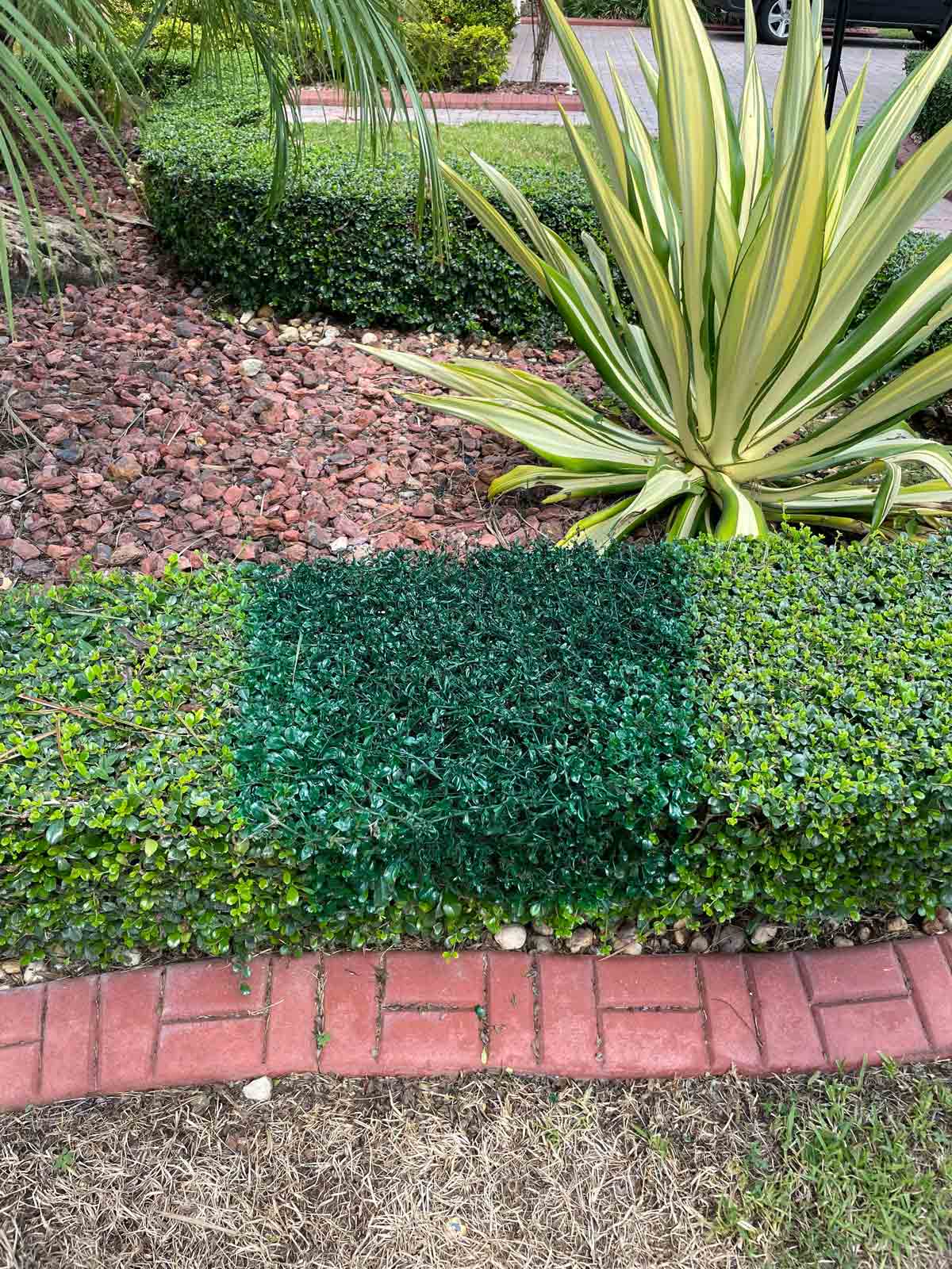 Noticed a section of the hedge had turned brown and died. Mentioned it to my husband, came home to this..