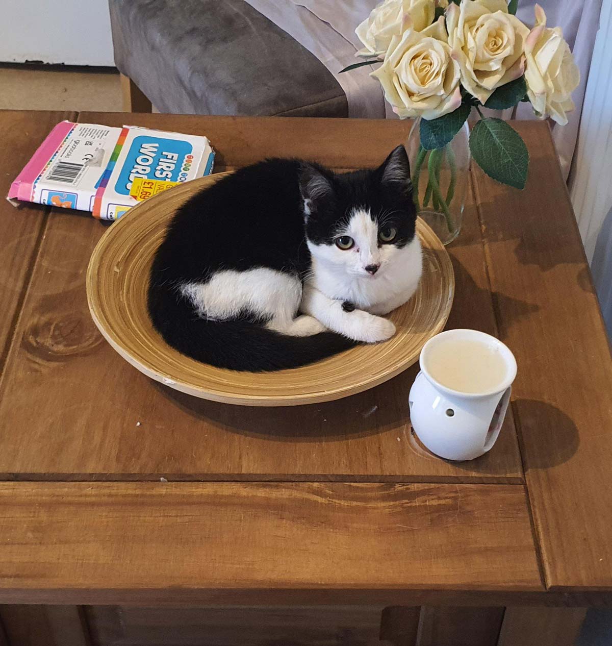 I bought a new cat bowl today...