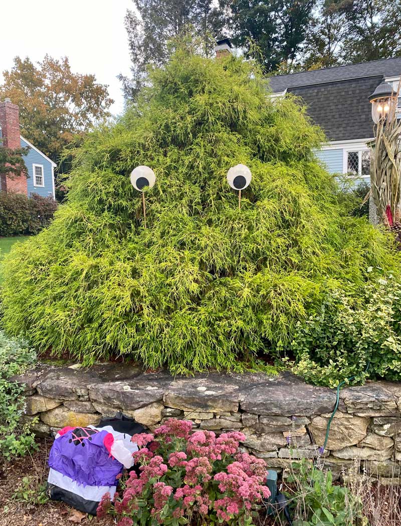 My neighbor's low effort Halloween decorations