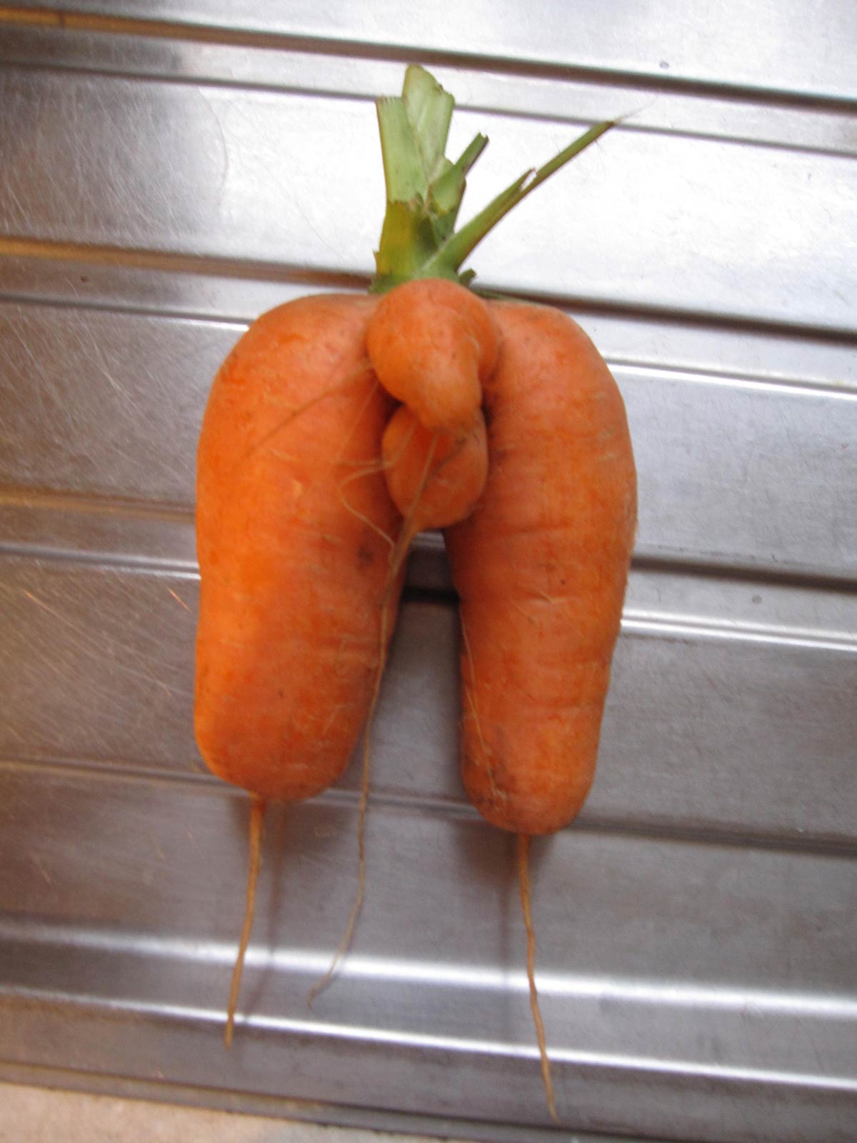 Just a carrot from the garden