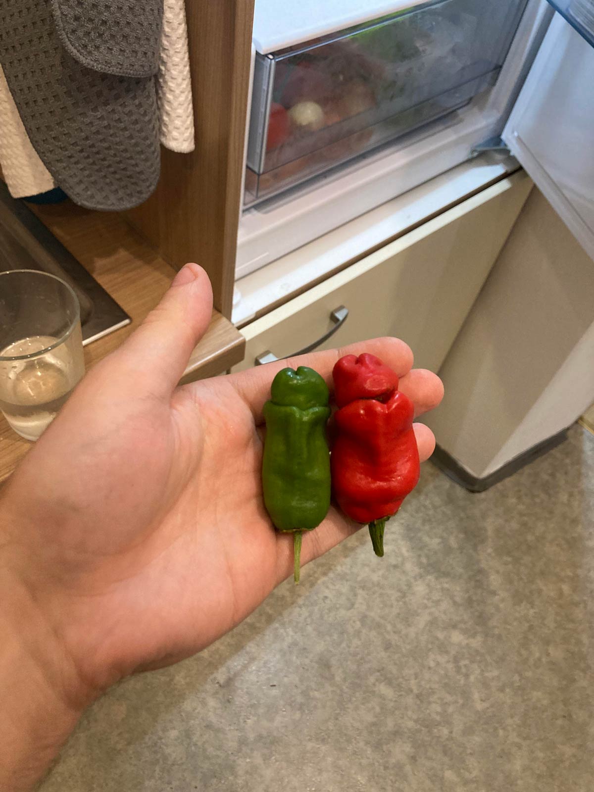 My neighbour showed me her new chili harvest - they're called Peter Peppers