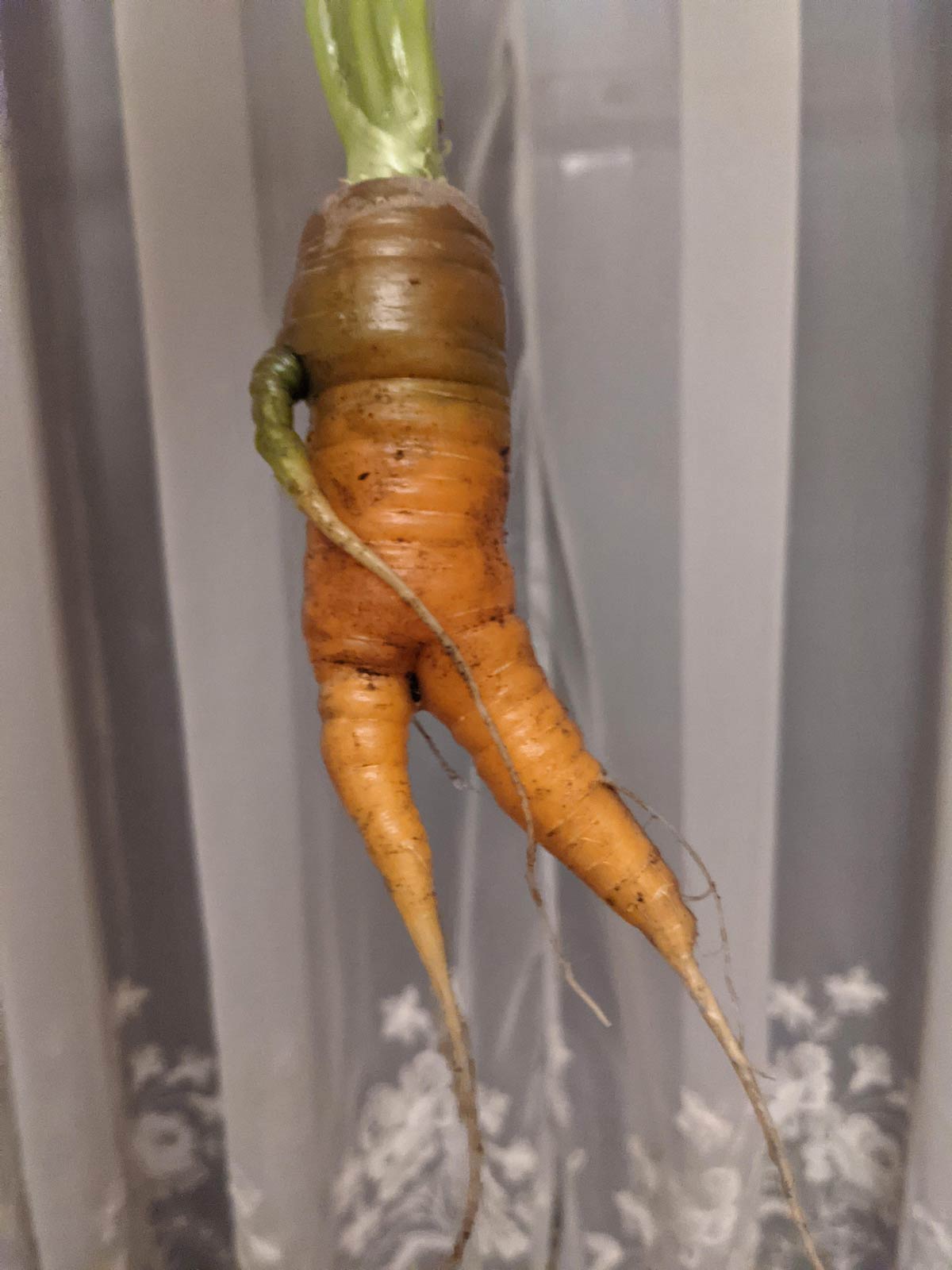 Carrot from our garden has Saturday night fever