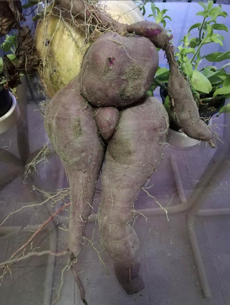 Suspicious sweet potato I harvested
