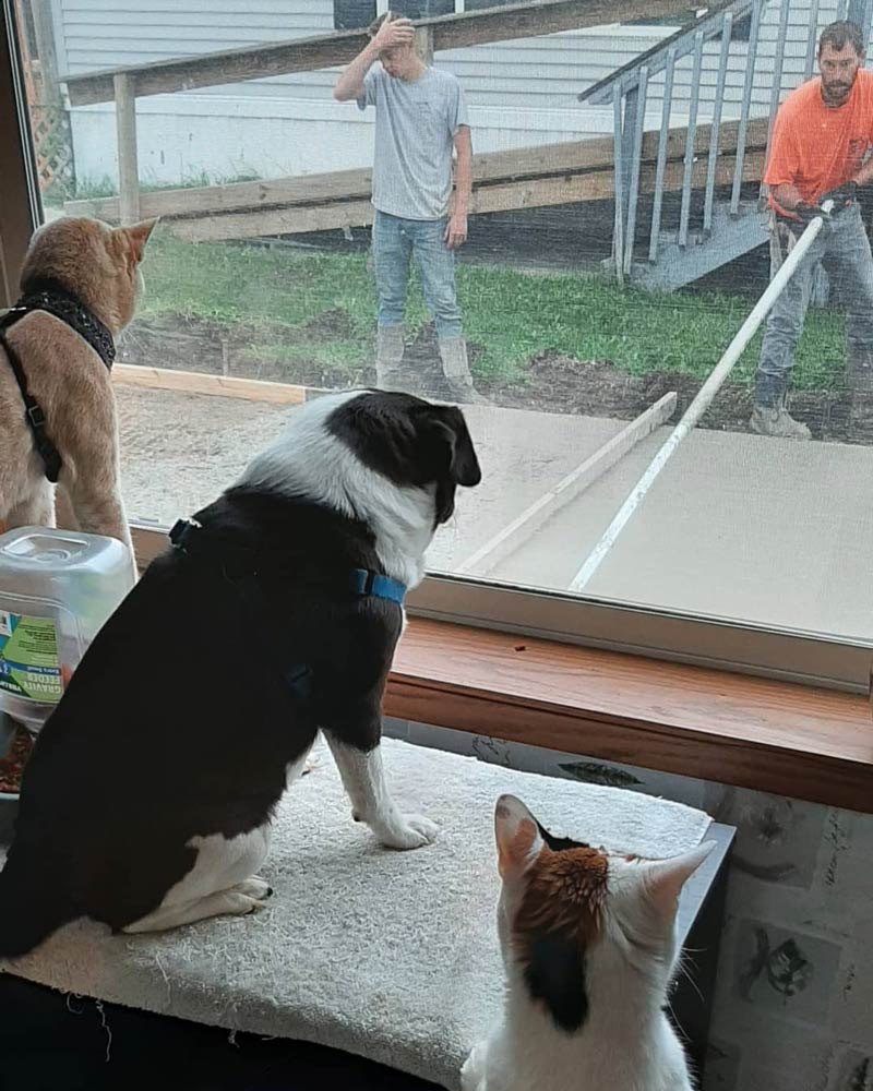 My pets supervising the new driveway being put in