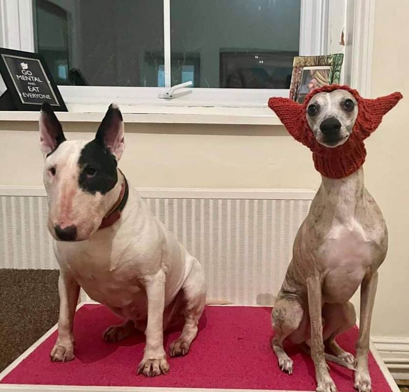 My wife knitted a hat for our bull terrier, but I think it works better on the whippet