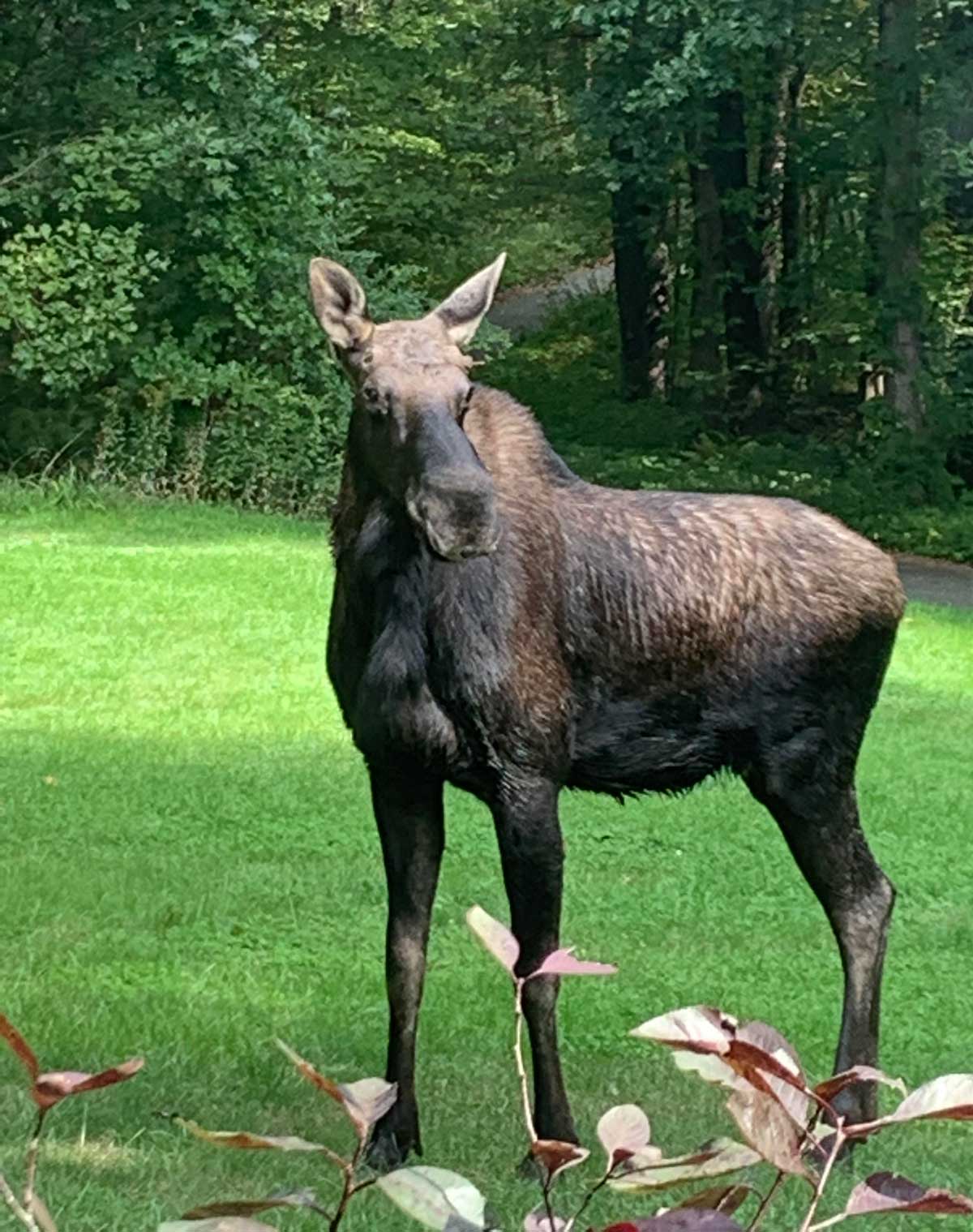 This picture I snapped on my iPhone of a moose that came into my front yard, looks like a really bad Photoshop job