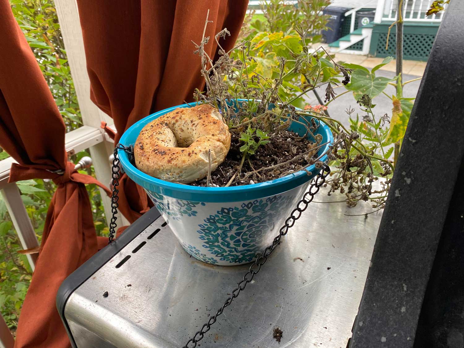 You know you’re a New Yorker when the local squirrels “hide” bagels in your potted plants