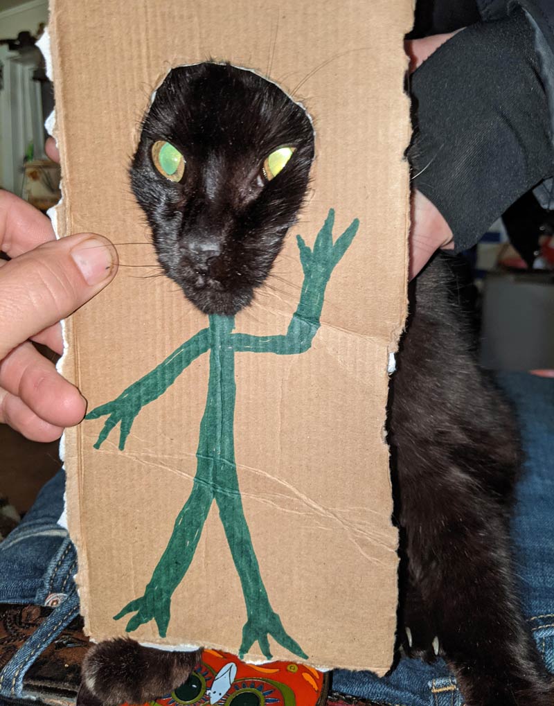 Cats are Aliens