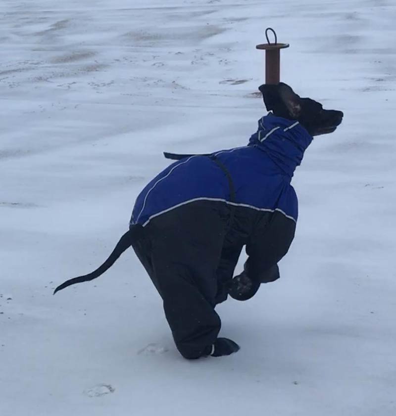My Great Dane in his snowsuit - I can't not laugh at him