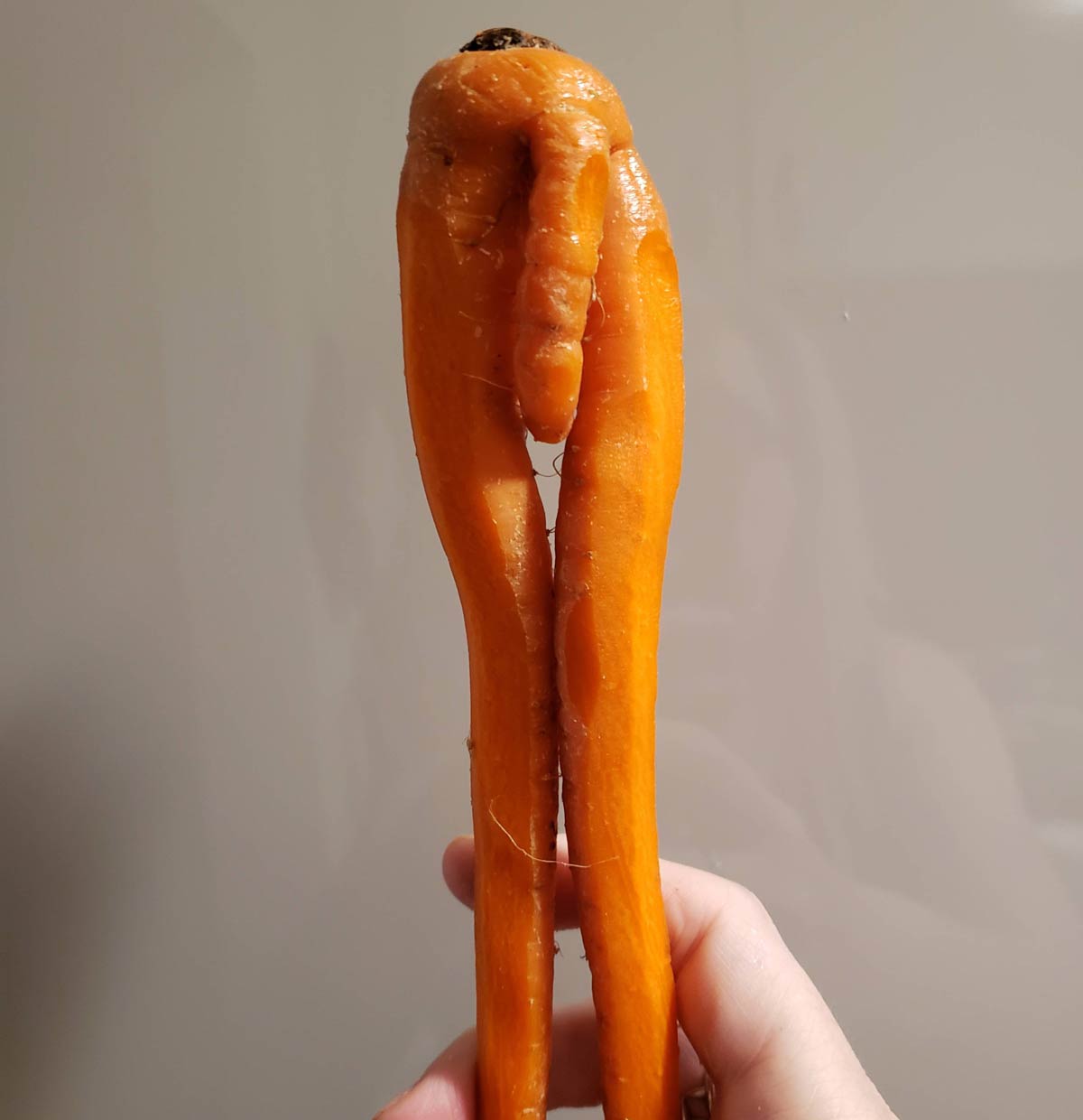 Confronted with this carrot while putting together a pot roast