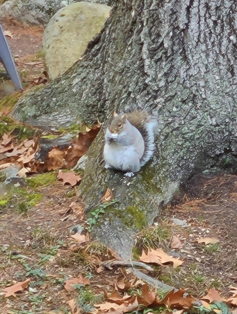 Forget winter, this squirrel in my backyard's getting ready for the Ice Age