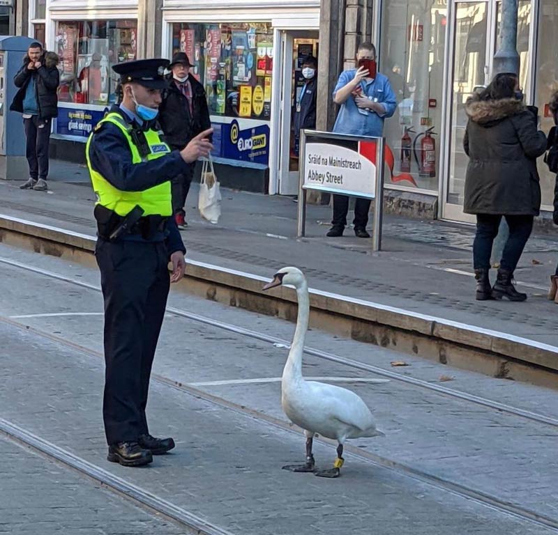 Irish Garda tries to reason with a Swan