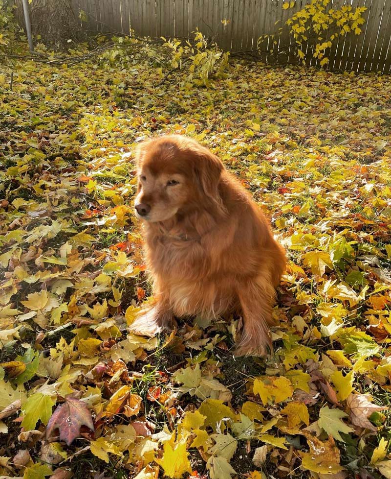Suspicious dog does not trust autumn