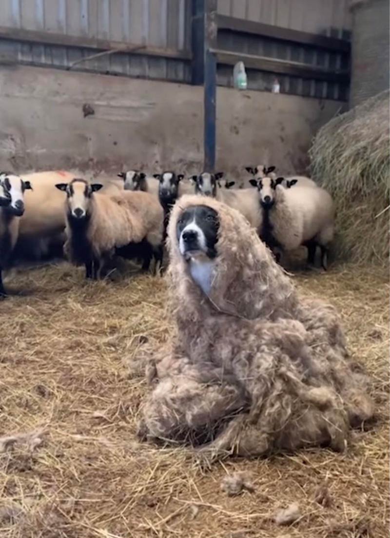 Woof in sheep's clothing