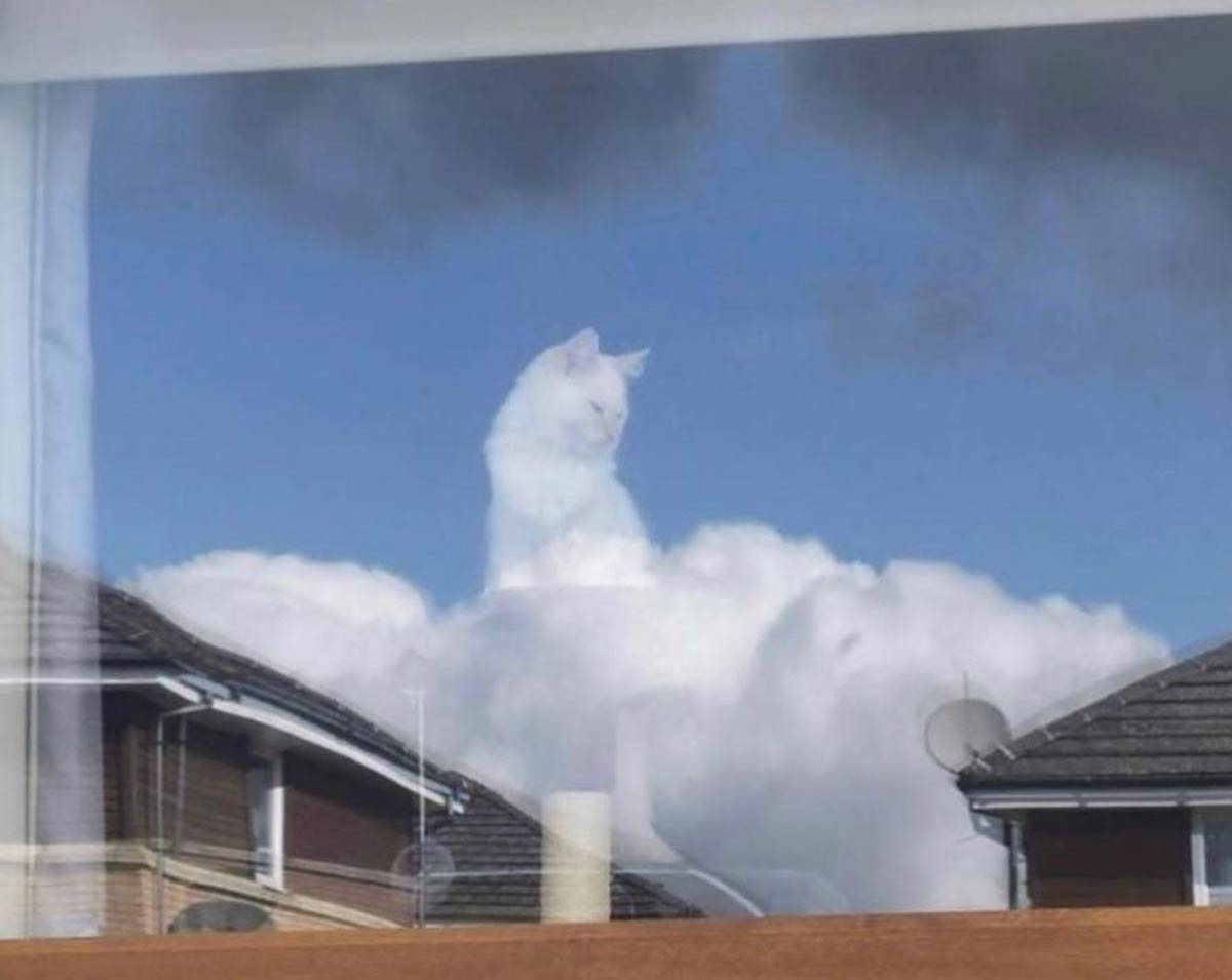 All hail mighty cat, ruler of the heavens and the earth