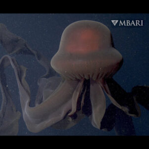 The Giant Phantom Jelly – Rare Jellyfish Spotted at 3,200 Feet