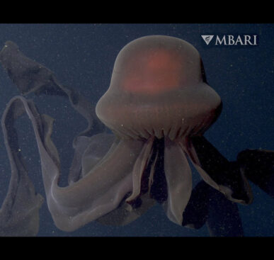 The Giant Phantom Jelly – Rare Jellyfish Spotted at 3,200 Feet