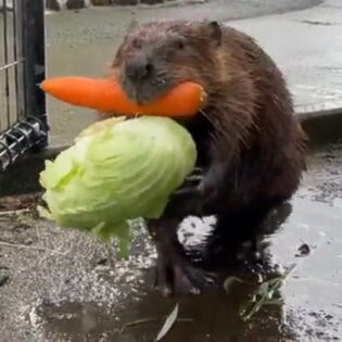 Beaver forgets shopping bag