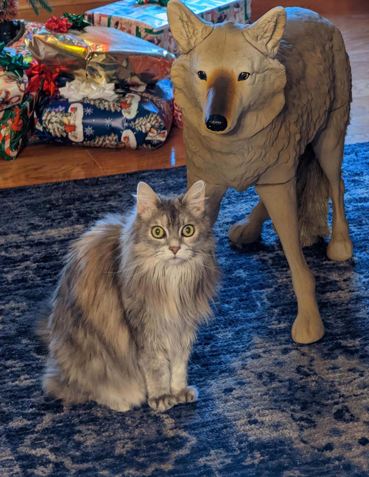 My dad bought my mom a coyote decoy for Christmas.. Cat loves it