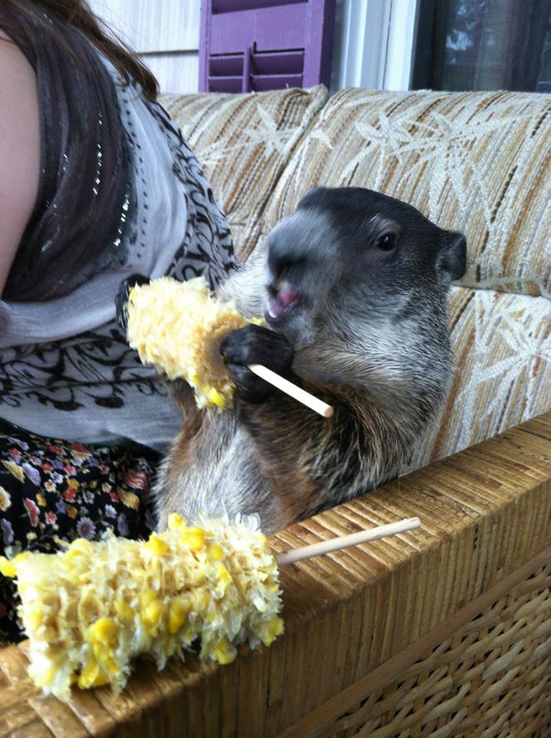 This groundhog eating corn