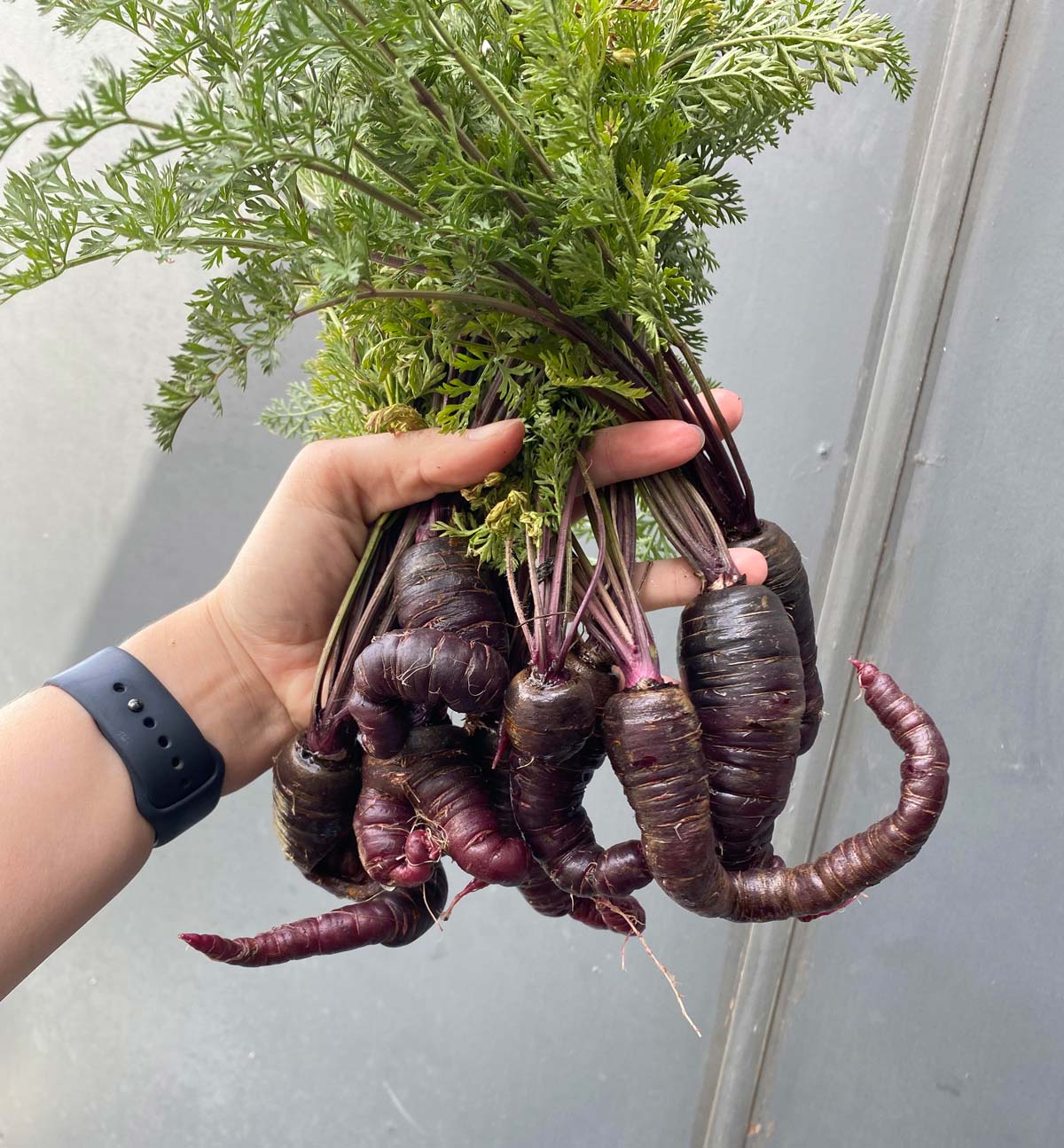 Look at these carrots I grew