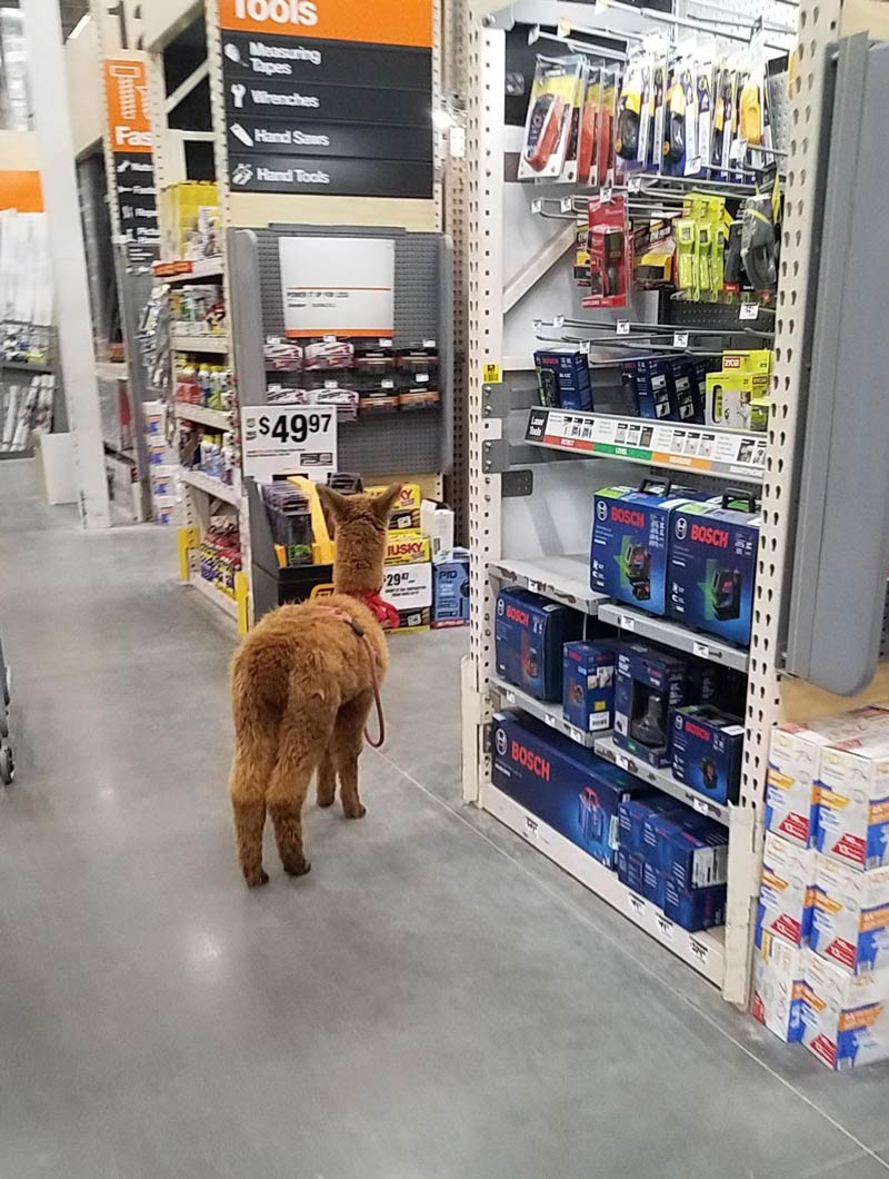 Someone brought their alpaca to Home Depot