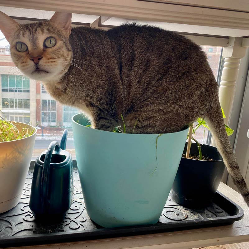 Propagated a rare felis catus and it’s thriving