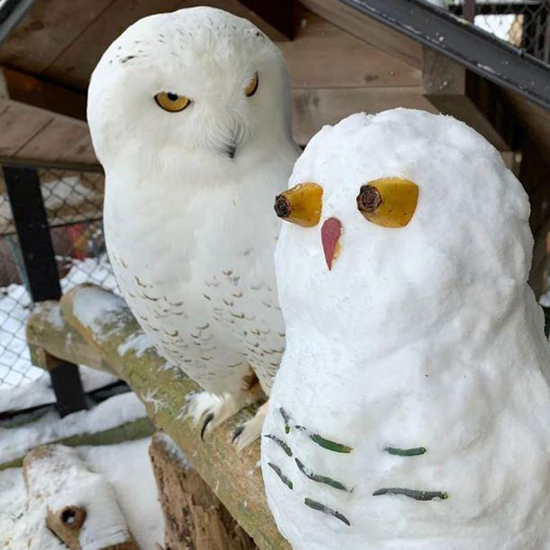A snowy owl and an owl made of snow