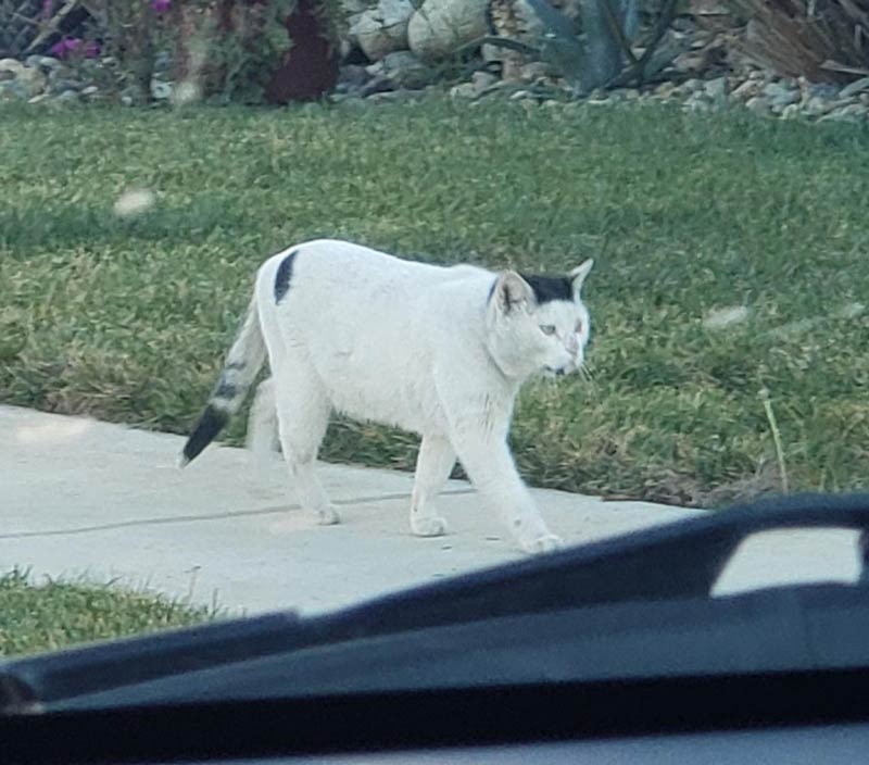 There is a stray cat in my neighborhood that looks like he's wearing a bad hair piece