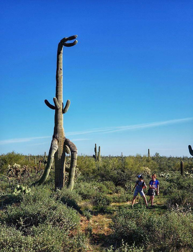 Dinosaurs evolved into cactii