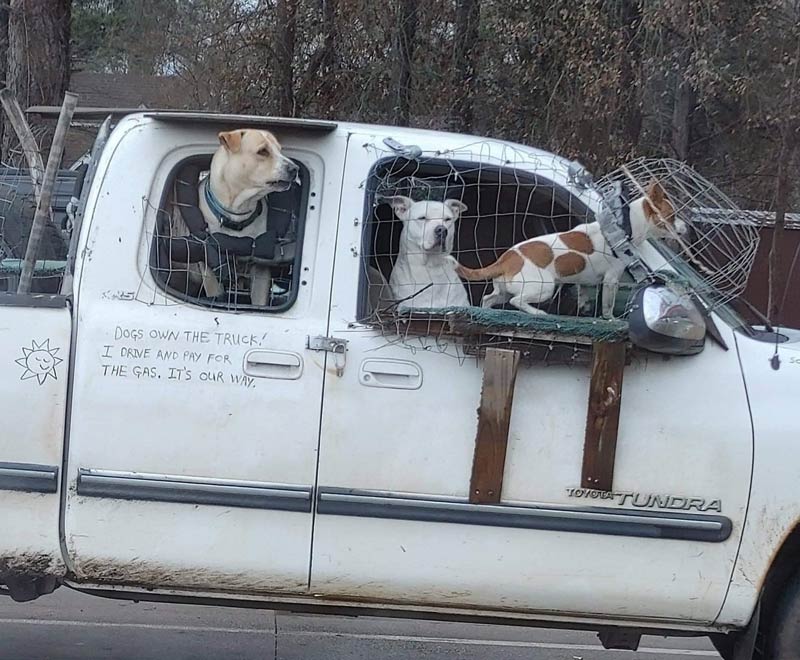 Dogs own the truck!