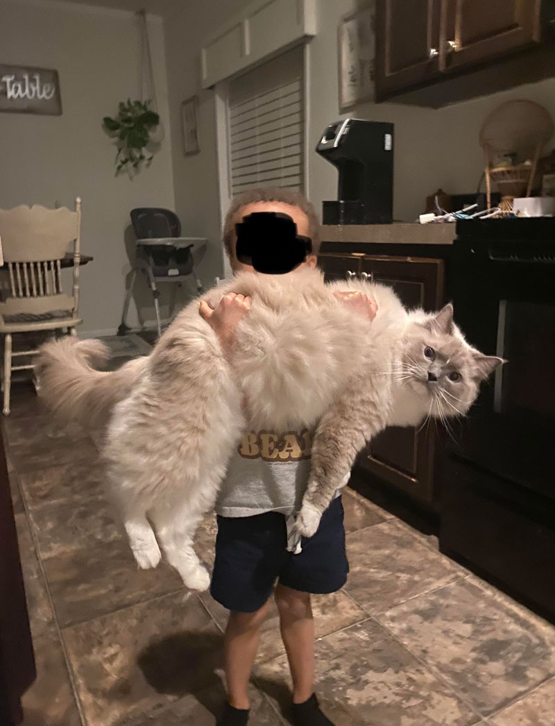 My Ragdoll is as big as my 4 year old, and the look on my cat’s face is priceless