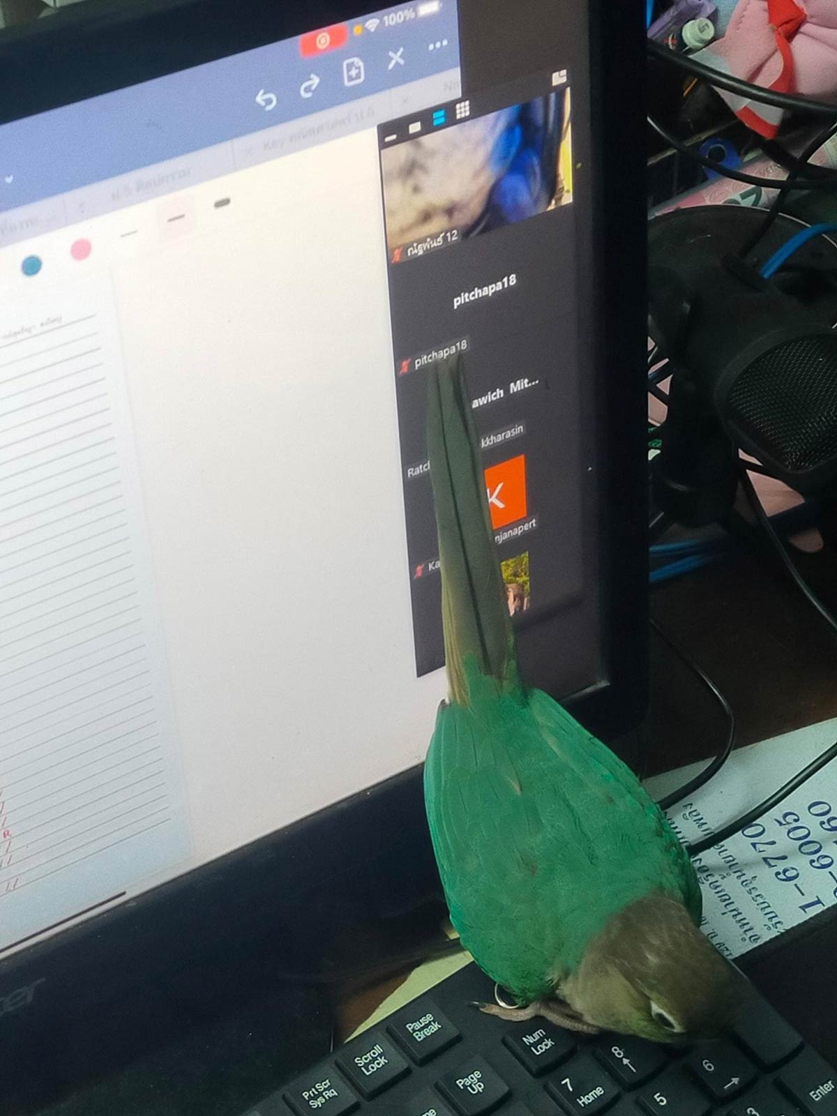 My pet bird being ass during online class