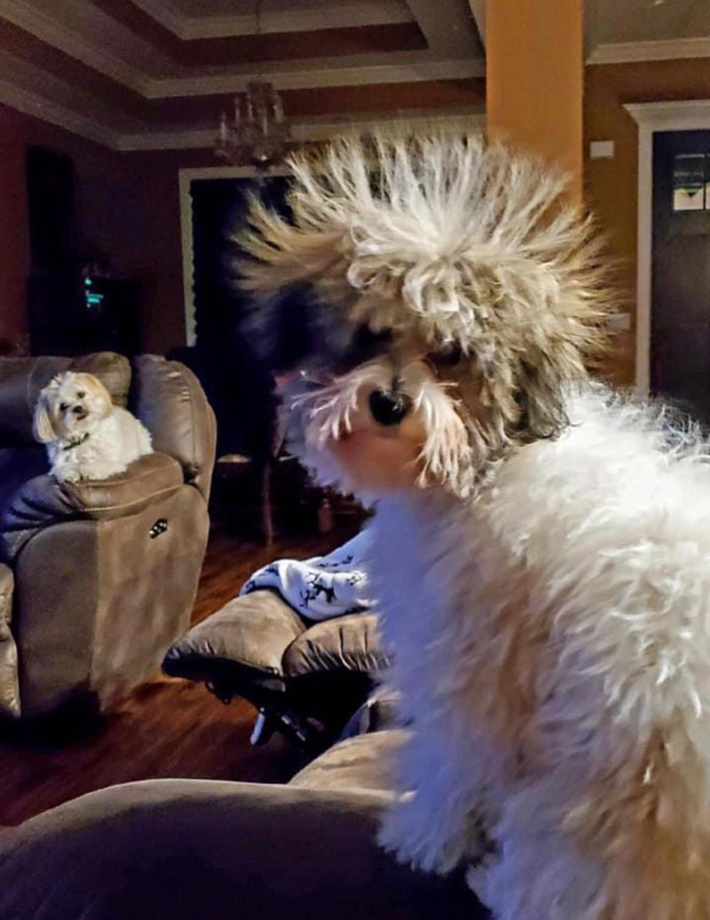 Dog rolled in a staticky blanket. Look at his friend’s reaction