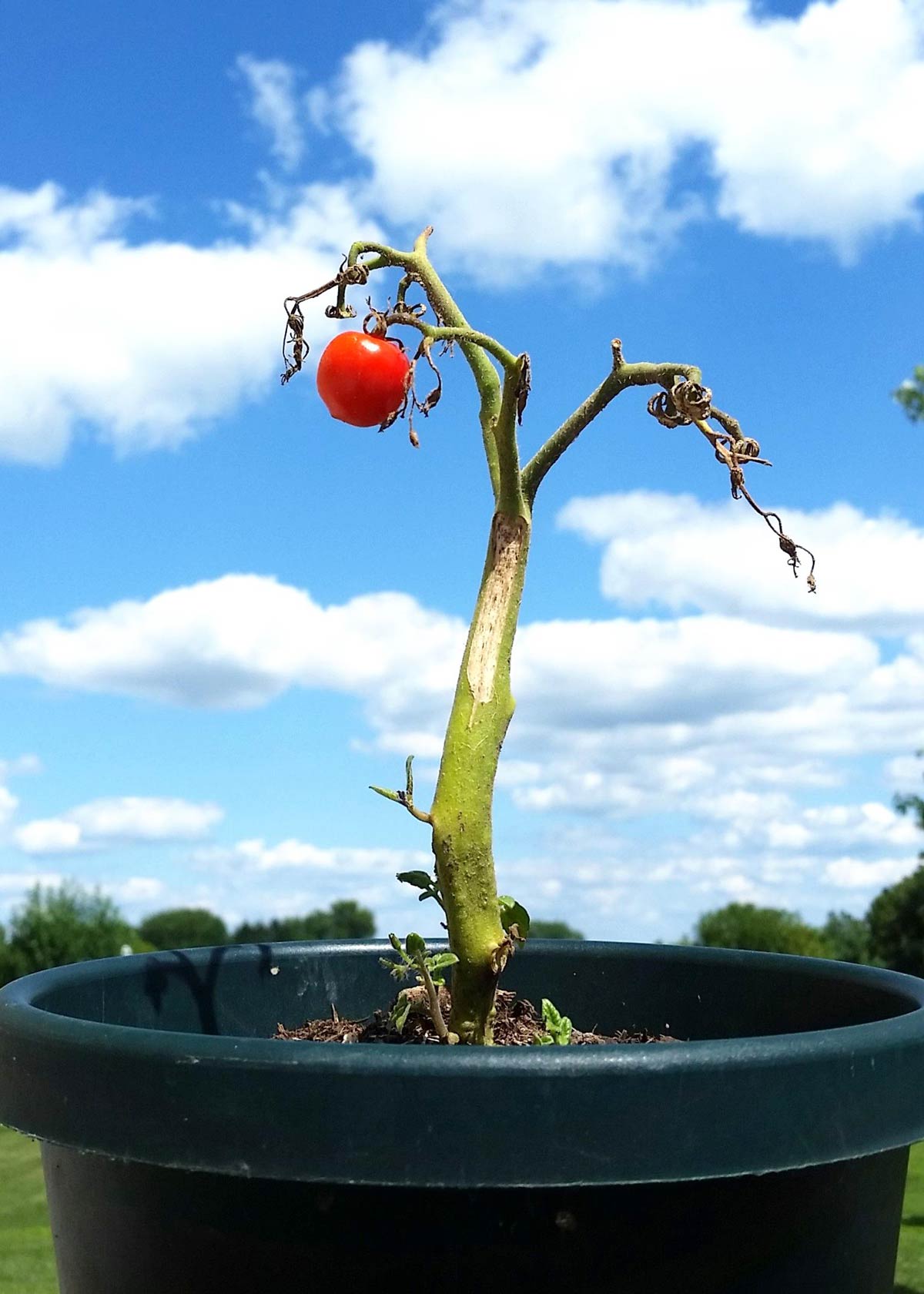 My small tomato plant looks like it belongs in a Tim Burton film