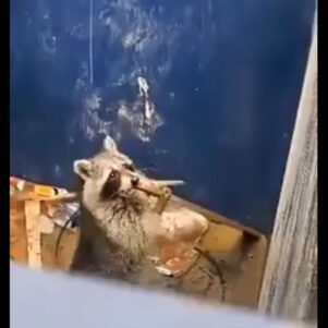 Clever Raccoon knows how to escape
